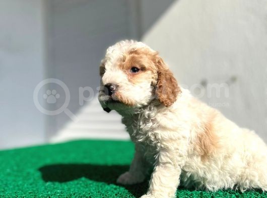 Çok Özel Renklerde Dişi Maltipoo görsel
