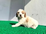 Çok Özel Renklerde Dişi Maltipoo