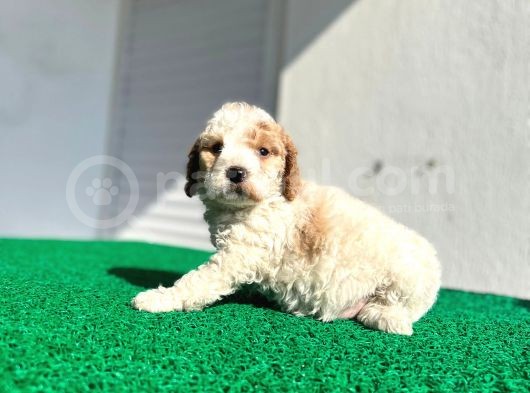 Çok Özel Renklerde Dişi Maltipoo görsel