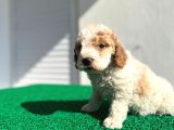 Çok Özel Renklerde Dişi Maltipoo