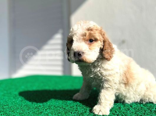 Çok Özel Renklerde Dişi Maltipoo görsel