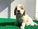 Çok Özel Renklerde Dişi Maltipoo