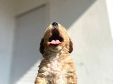 Erkek Dişi Show Kalite Maltipoo Yavruları