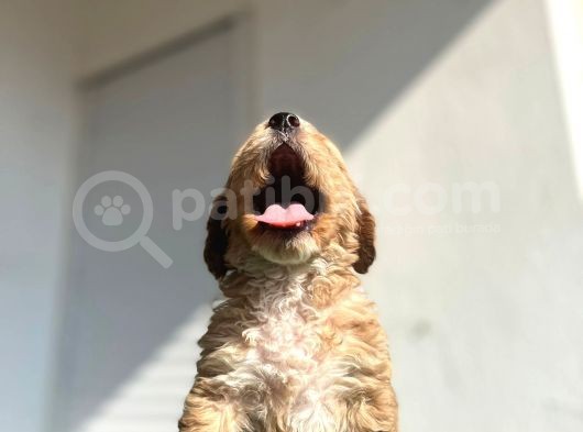 Erkek Dişi Show Kalite Maltipoo Yavruları