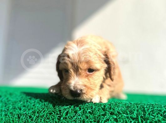 Erkek Dişi Show Kalite Maltipoo Yavruları görsel