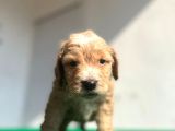 Erkek Dişi Show Kalite Maltipoo Yavruları