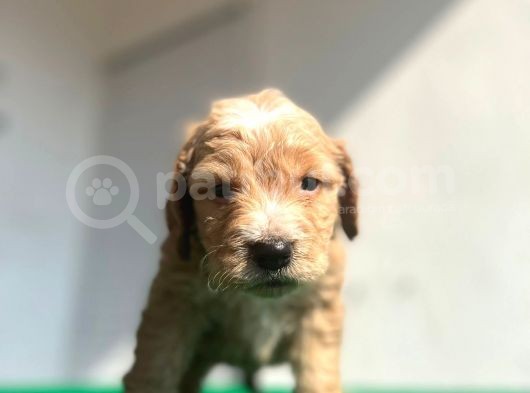 Erkek Dişi Show Kalite Maltipoo Yavruları görsel