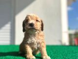 Erkek Dişi Show Kalite Maltipoo Yavruları