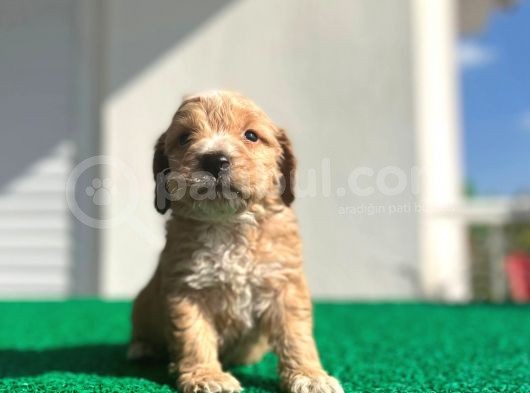 Erkek Dişi Show Kalite Maltipoo Yavruları görsel
