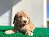 Erkek Dişi Show Kalite Maltipoo Yavruları