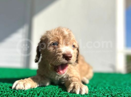 Erkek Dişi Show Kalite Maltipoo Yavruları görsel