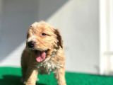 Erkek Dişi Show Kalite Maltipoo Yavruları