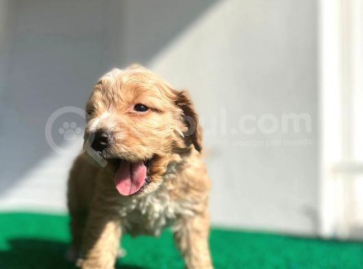 Erkek Dişi Show Kalite Maltipoo Yavruları görsel
