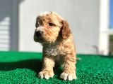 Erkek Dişi Show Kalite Maltipoo Yavruları