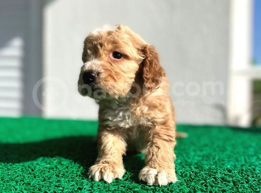 Erkek Dişi Show Kalite Maltipoo Yavruları görsel