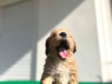 Erkek Dişi Show Kalite Maltipoo Yavruları