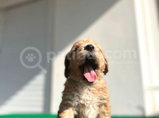 Erkek Dişi Show Kalite Maltipoo Yavruları görsel