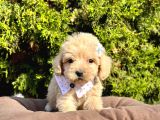 Orji̇nal Malti̇po Yavrular