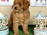 Toy Poodle Kahverengi Kayısı Safkan Orjinal Gerçek Garantili