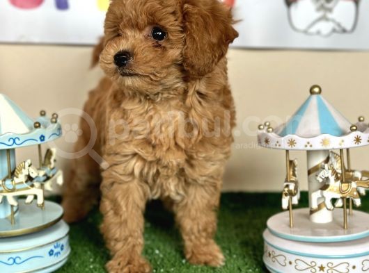 Toy Poodle Kahverengi Kayısı Safkan Orjinal Gerçek Garantili