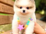 Party Colour Ayi Surat Pomerani̇an