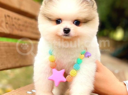 Party Colour Ayi Surat Pomerani̇an görsel