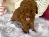 Toy Poodle Kahverengi Kayısı Safkan Orjinal Gerçek Garantili
