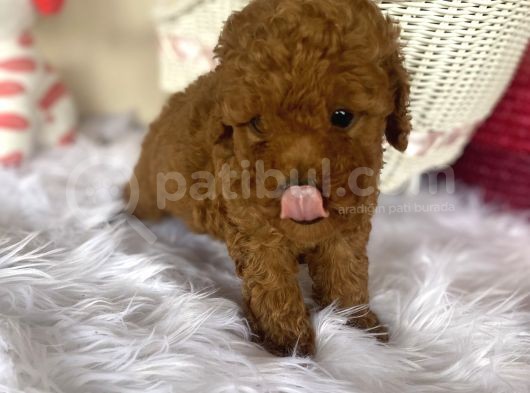 Toy Poodle Kahverengi Kayısı Safkan Orjinal Gerçek Garantili görsel