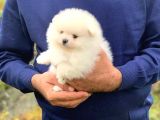 Sağlik Ve Irk Garanti̇li̇ Pomerani̇an Boo Yavrularimiz