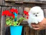 Sağlik Ve Irk Garanti̇li̇ Pomerani̇an Boo Yavrularimiz