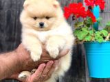 Sağlik Ve Irk Garanti̇li̇ Pomerani̇an Boo Yavrularimiz