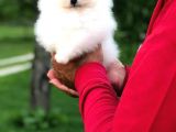Sağlik Ve Irk Garanti̇li̇ Pomerani̇an Boo Yavrularimiz