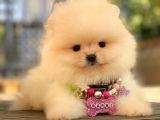Teacup Mi̇ni̇ Boy Krem Di̇şi̇ Pomerani̇an