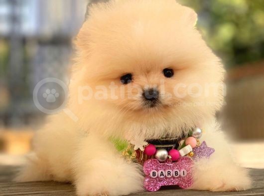 Teacup Mi̇ni̇ Boy Krem Di̇şi̇ Pomerani̇an