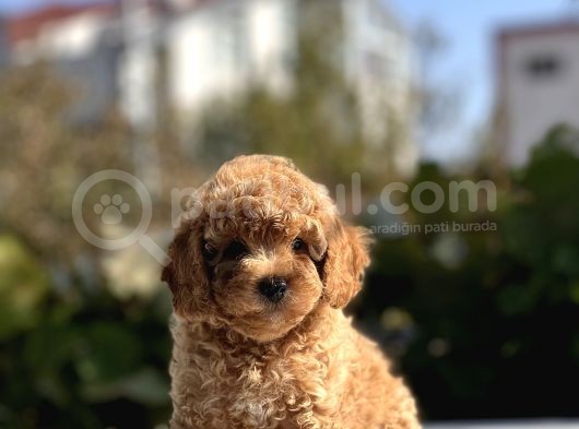 Sevimli Toy Poodle Bebekler görsel