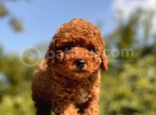 Sağlik Garanti̇li̇ Toy Poodle Bebekler görsel