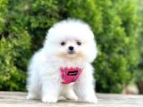 Safkan Teddy Bear Pomeranian Boo Yavrularımız