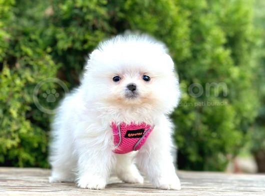 Safkan Teddy Bear Pomeranian Boo Yavrularımız görsel