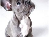 Blue Gri Mavi Gözlü Füme Safkan Fransızbulldog Orjinal Garantili