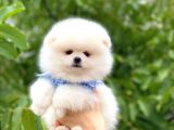 Sağlik Ve Irk Garanti̇li̇ Pomerani̇an Boo Yavrularimiz