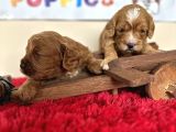 Tüy Dökmez Orjinal Malti̇poo Safkan Garantili Her Boyut