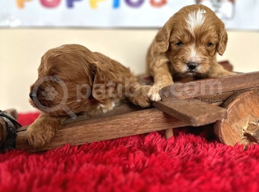 Tüy Dökmez Orjinal Malti̇poo Safkan Garantili Her Boyut görsel