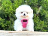 Safkan Teddy Bear Pomeranian Boo Yavrularımız