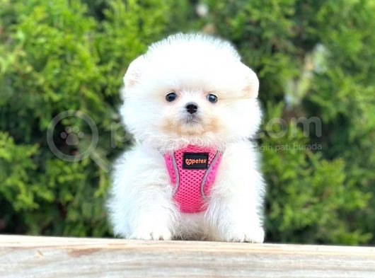 Safkan Teddy Bear Pomeranian Boo Yavrularımız görsel