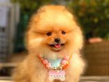 Orange Di̇şi̇ Pomerani̇an Boo