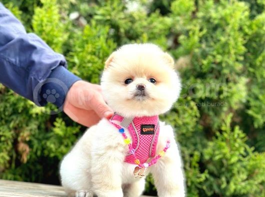 Ayıcık Surat Boo Pomeranian Yavrular görsel