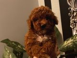 Sağlık Ve Ömür Boyu Irk Garantili Poodle Yavrularımız