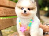 Party Colour Ayi Surat Pomerani̇an