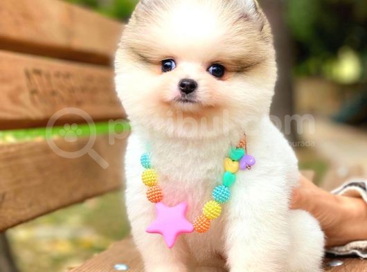 Party Colour Ayi Surat Pomerani̇an görsel