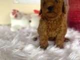 Toy Poodle Kahverengi Kayısı Safkan Orjinal Gerçek Garantili